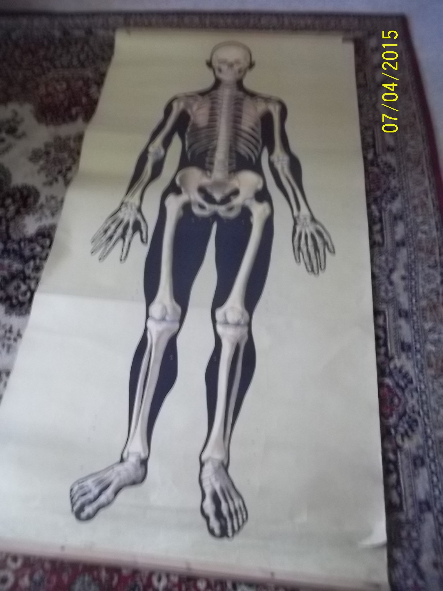 zobrazit detail knihy Skelet 180x85 cm